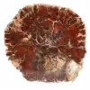 Bois fossilisé de Madagascar