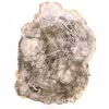 Bois fossilisé polis de Madagascar