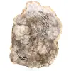 Bois fossilisé polis de Madagascar - 0