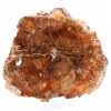 Tranche de bois fossilisé naturel