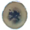 Tranche d'agate bleue - 0