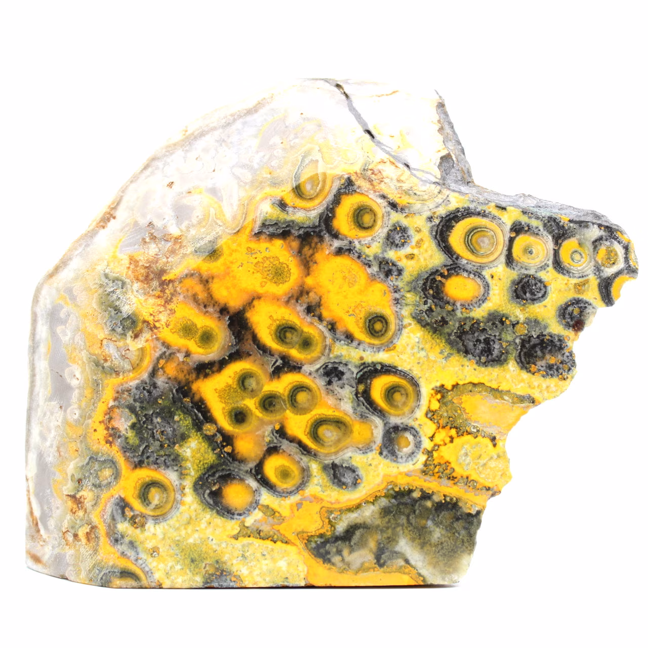 Jaspe bumblebee indonésie