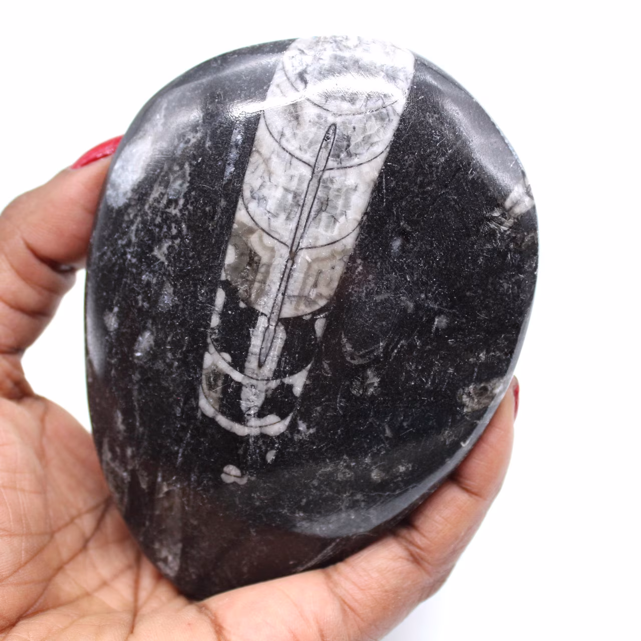 Orthocéras fossile poli