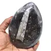 Orthocéras naturel - 0