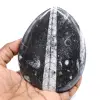 Orthocéras fossile poli - 0
