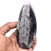 Orthocéras Maroc