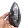 Orthocéras fossile - 0