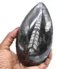 Orthocéras fossile naturel - 0