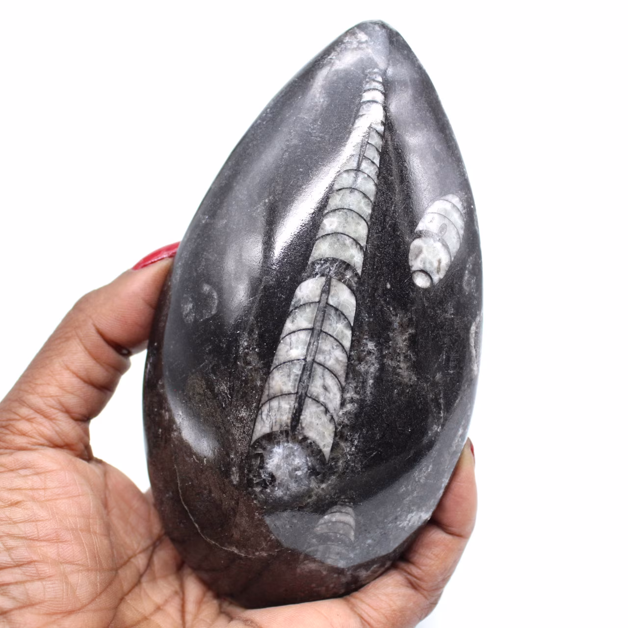 Orthocéras fossile naturel