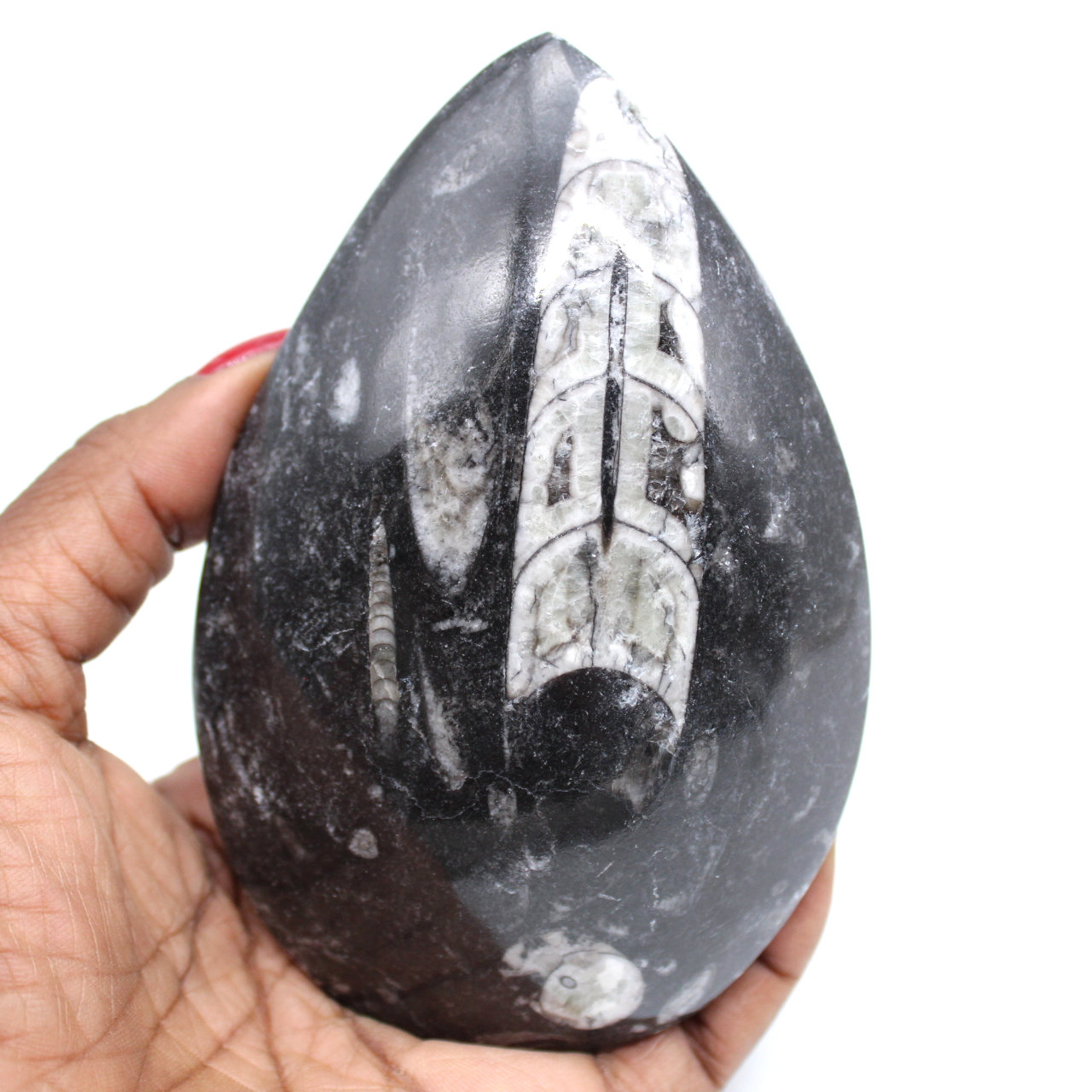 Orthocéras fossilisé