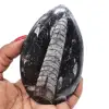 Orthocéras naturel - 0