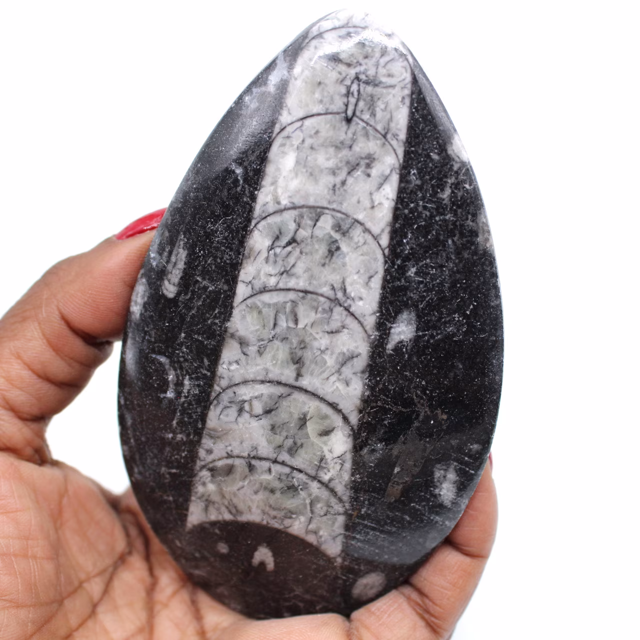 Orthocéras fossilisé
