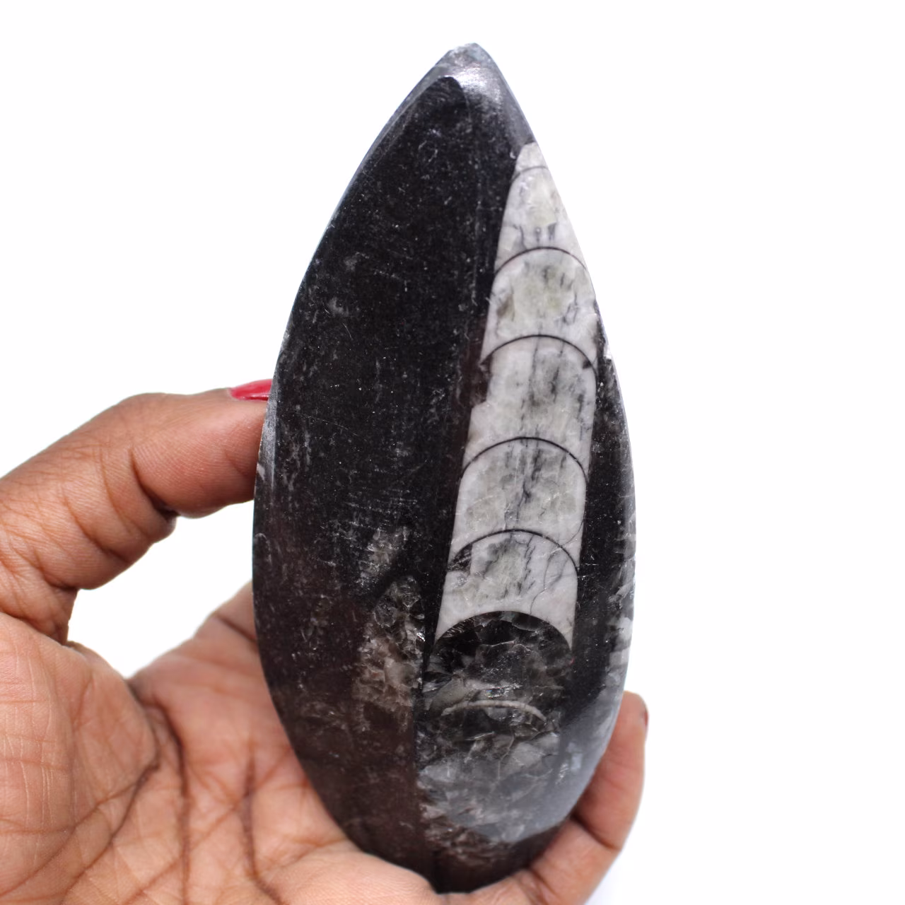 Fossile d’orthocéras naturel