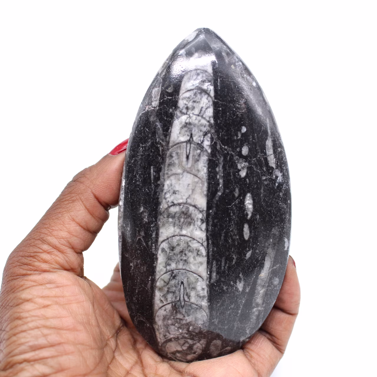Orthocéras fossile naturel