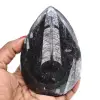 Orthocéras fossilisé - 0