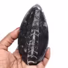 Fossile d’orthocéras