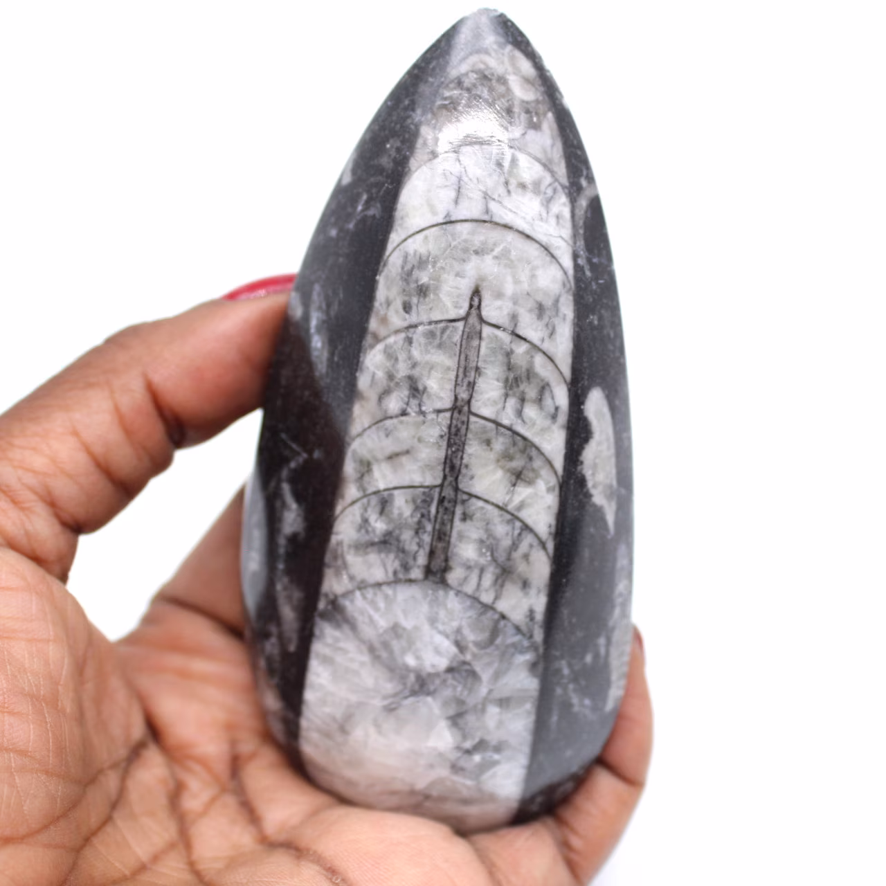 Orthocéras fossile naturel