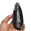 Orthocéras fossilisé - 0