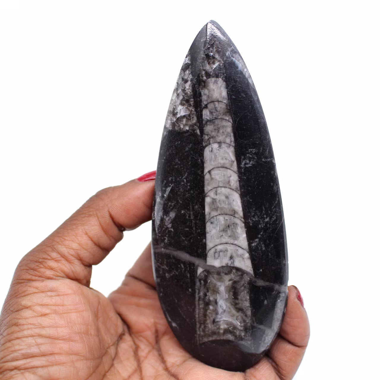 Orthocéras fossilisé