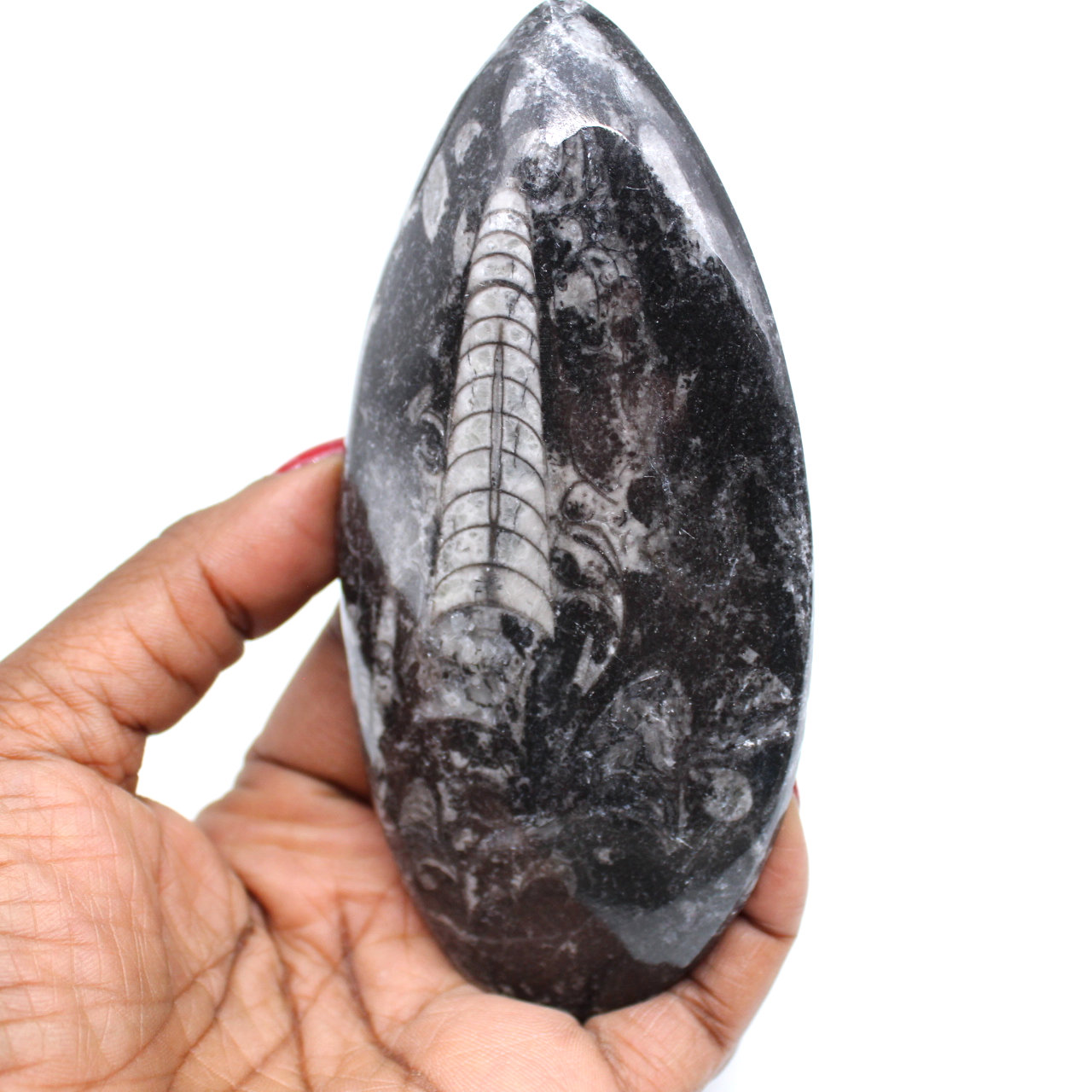 Fossile d’orthocéras naturel
