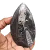 Orthocéras fossilisé - 0