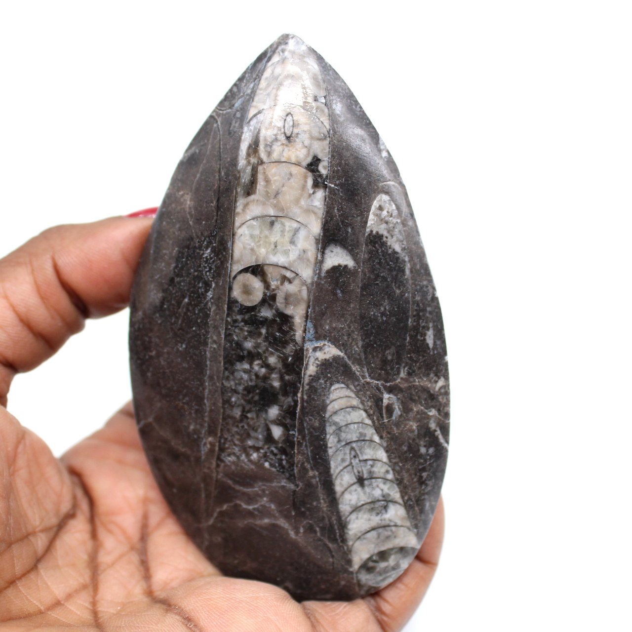 Orthocéras fossilisé