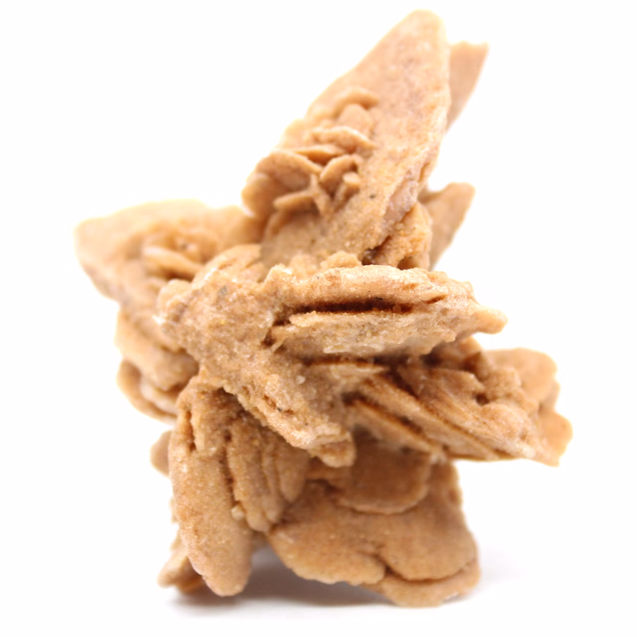 Rose des sables