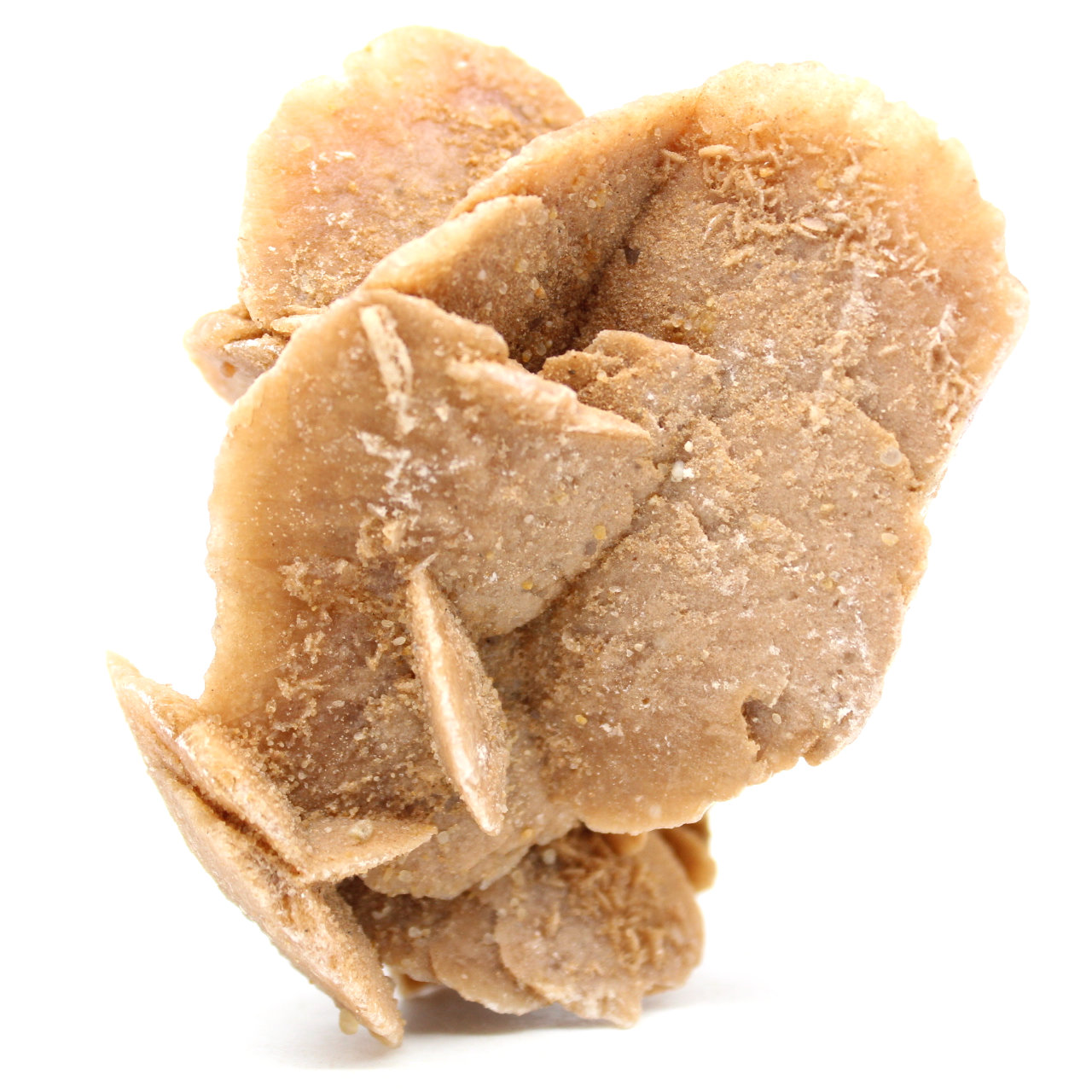 Rose des sables
