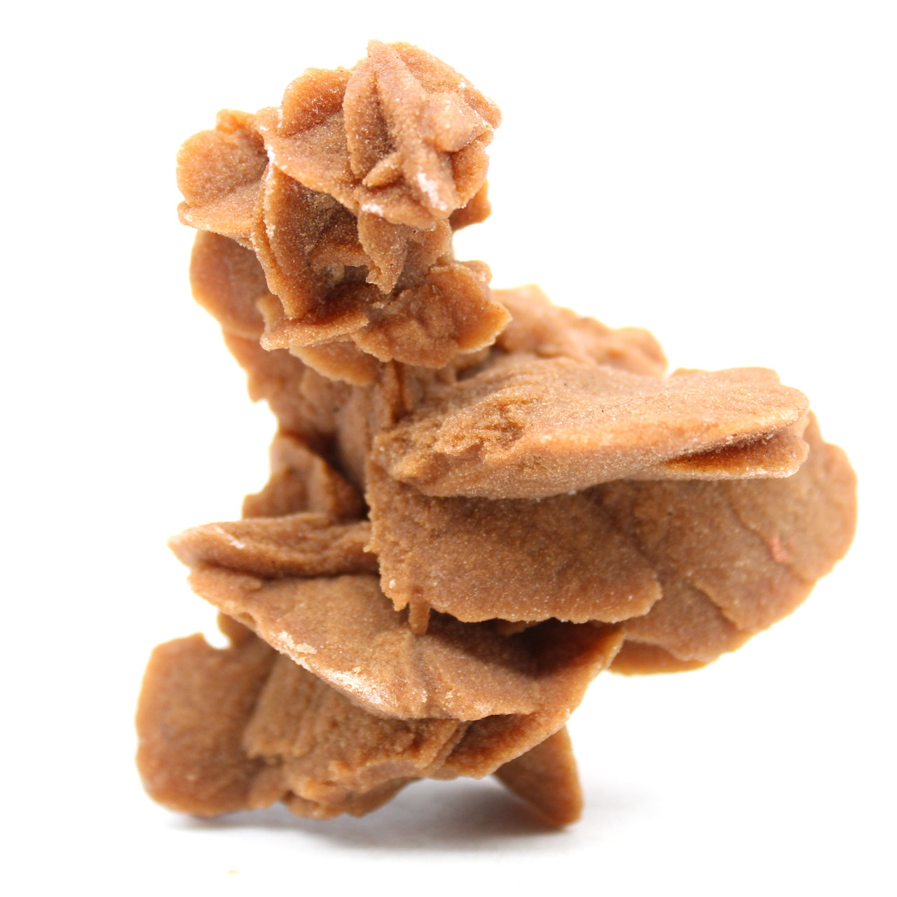 Rose des sables