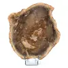 Bois fossilisé naturel - 0