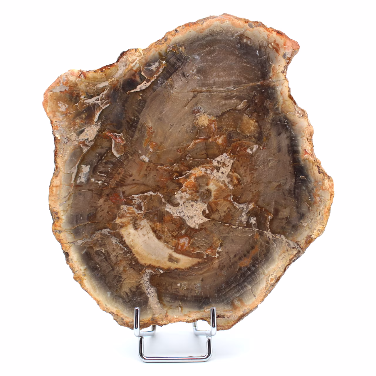 Bois fossilisé naturel