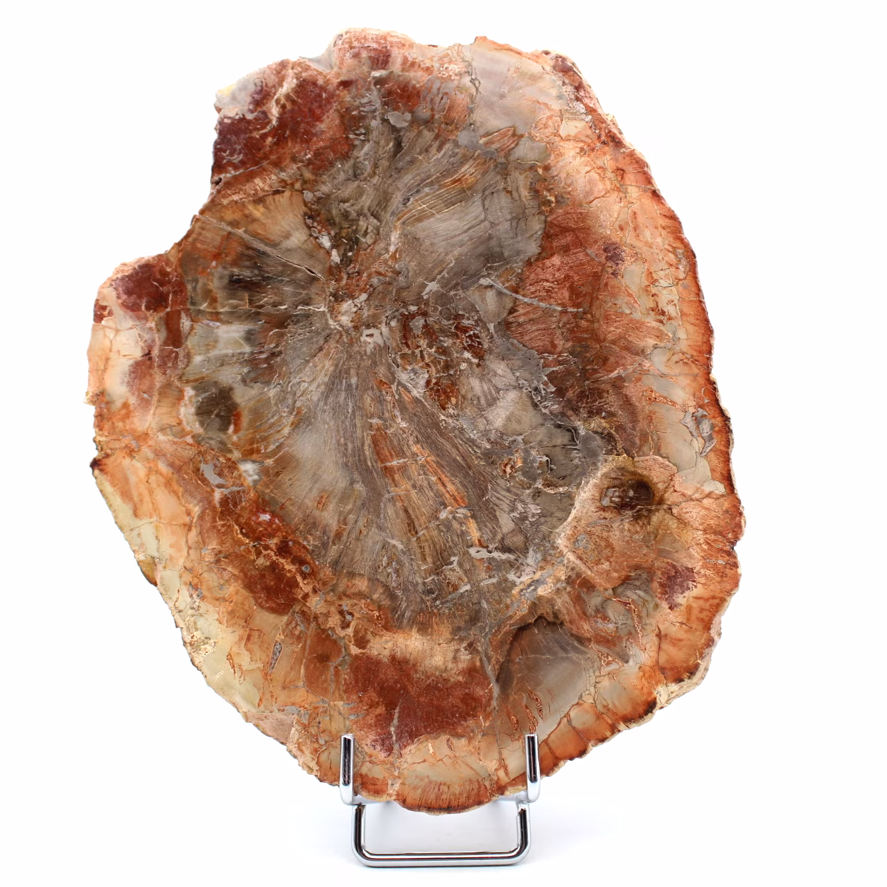 Tranche de bois fossilisé de Madagascar