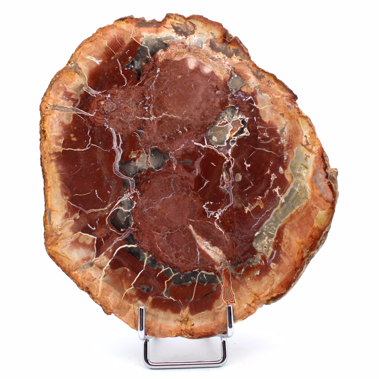 Tranche de bois silicifié de Madagascar