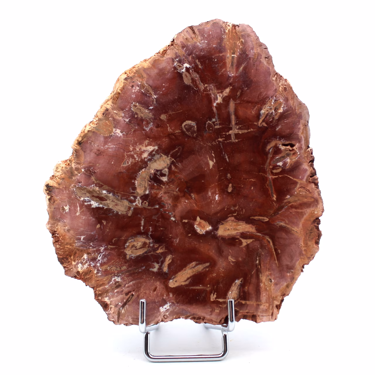 Bois fossilisé polis de Madagascar