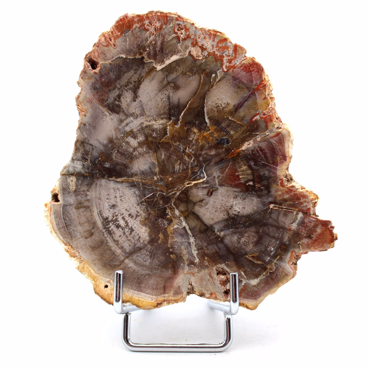 Bois fossilisé naturel