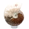 Ammonite entière polie