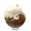 Ammonite entière polie - 0