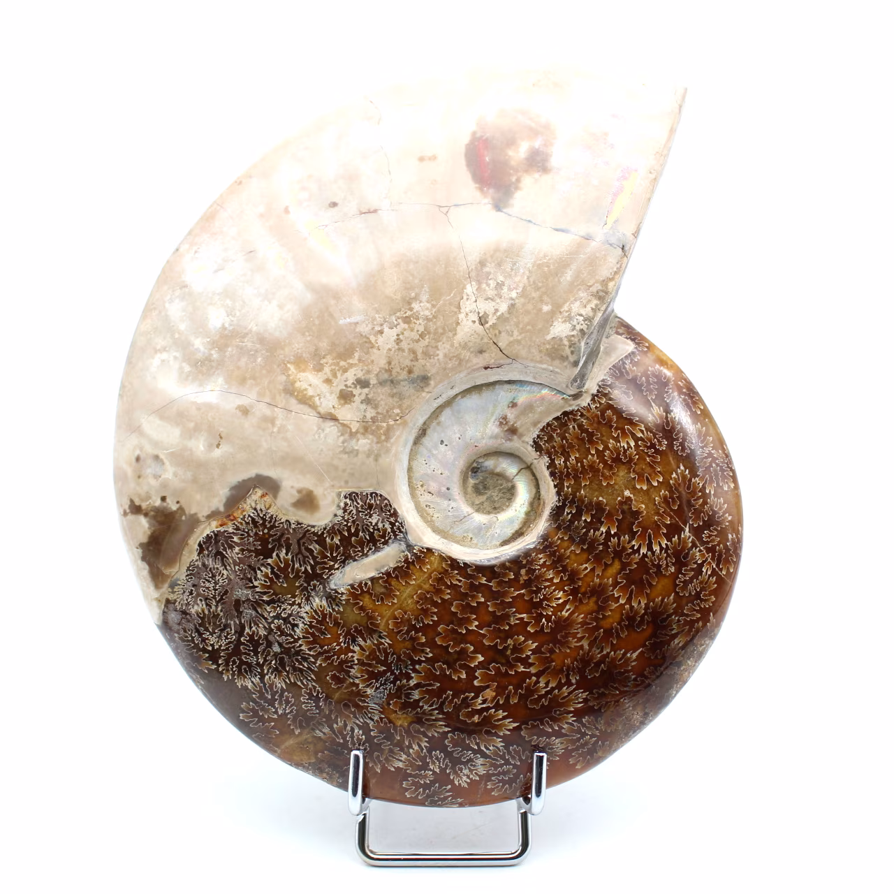 Ammonite entière polie