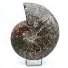 Ammonite complète - 0