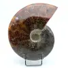 Ammonite une pièce - 0