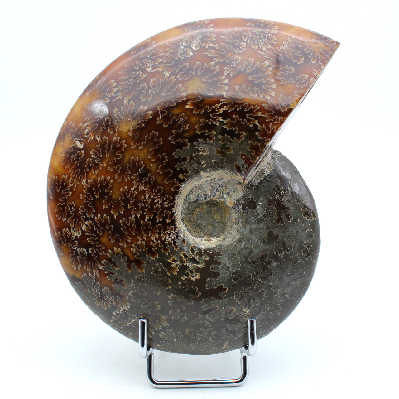 Ammonite une pièce