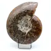 Ammonite entière polie - 0