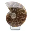 Fossile entier d’ammonite - 0