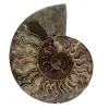 Ammonite sciée polie - 0