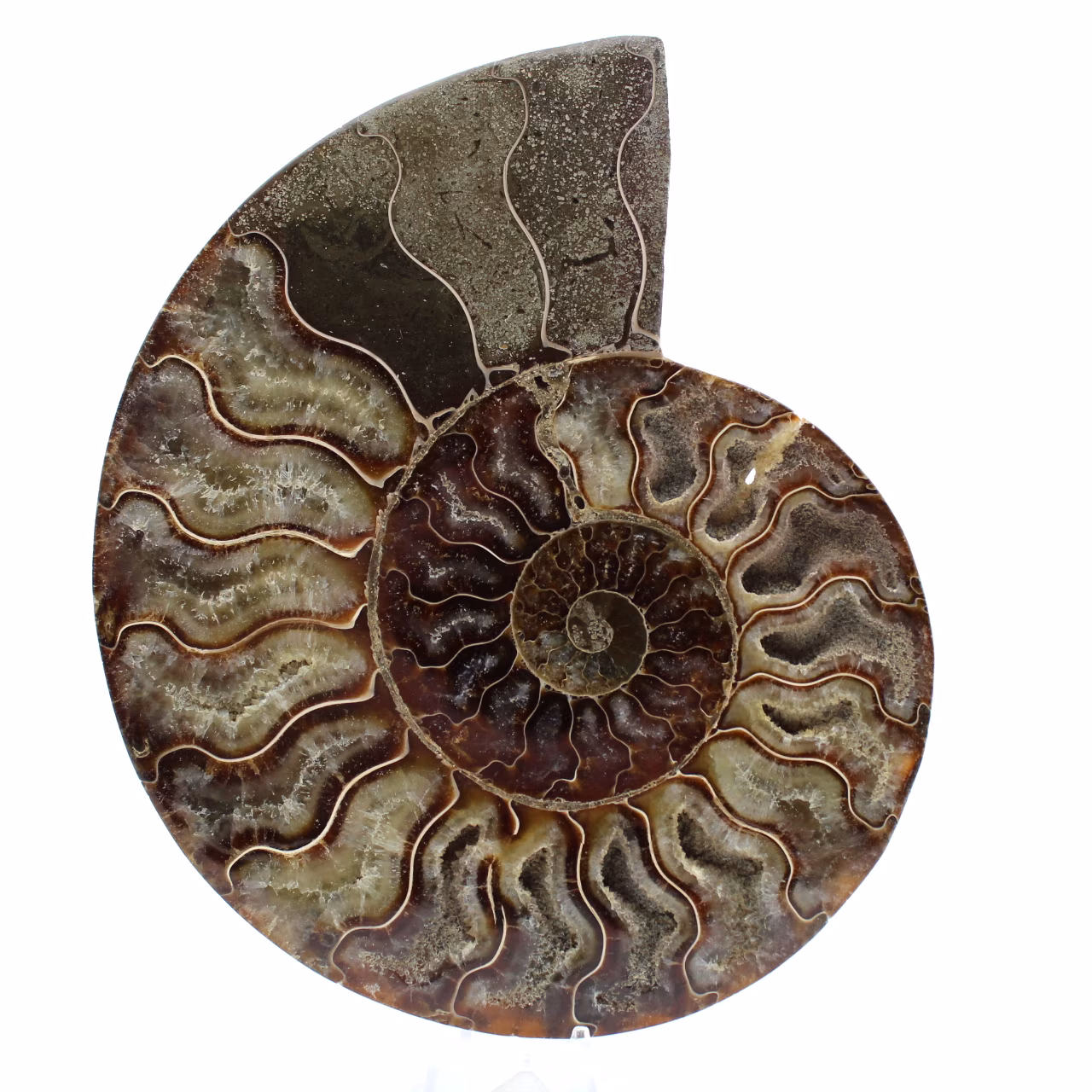 Ammonite sciée polie