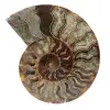Fossile d'ammonite une pièce - 0