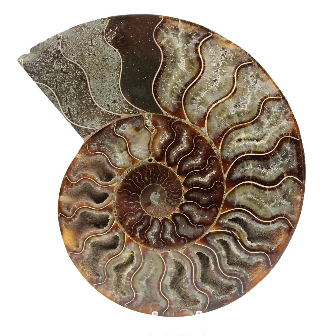 Fossile d'ammonite une pièce