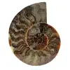 Ammonite de Madagascar - 0