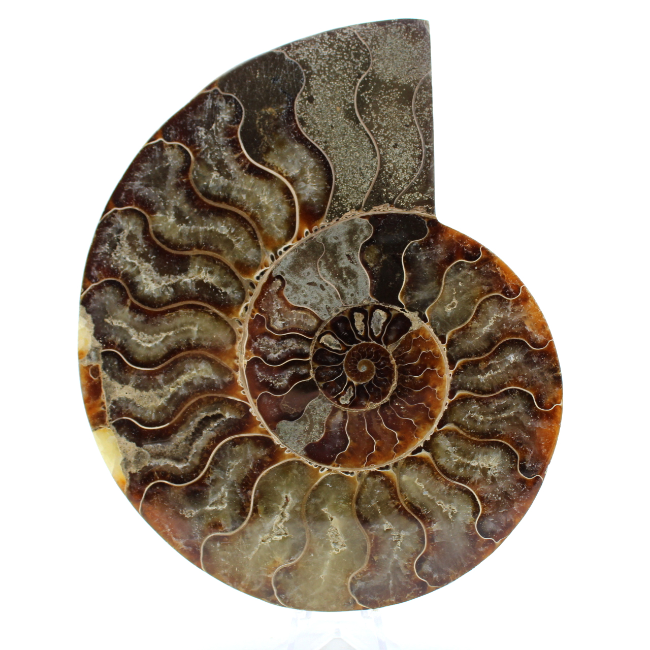 Ammonite de Madagascar