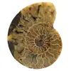 Ammonite naturelle de madagascar - 0